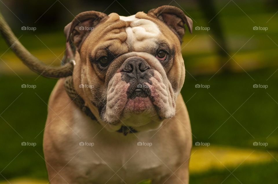 portrait of English Bulldog