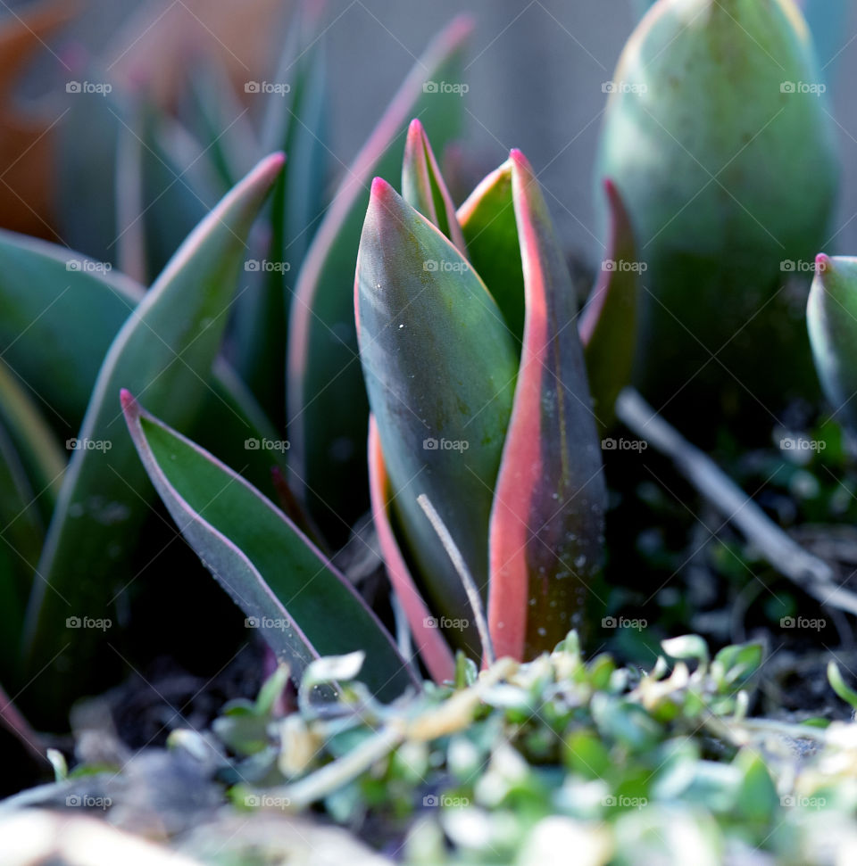 Close-up of a plant