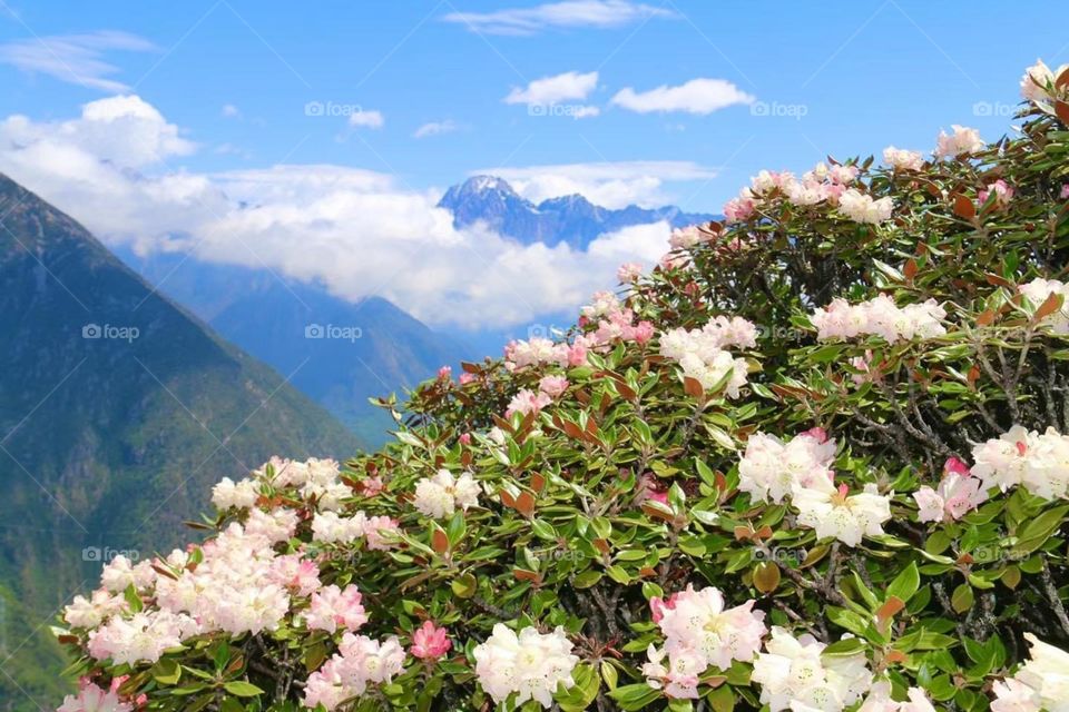 Tibet mountain flowers
