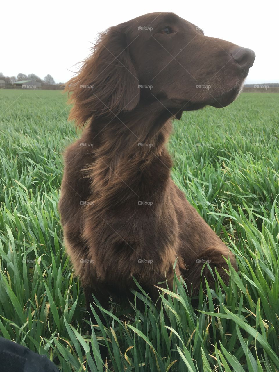Winnie in the Wheat
