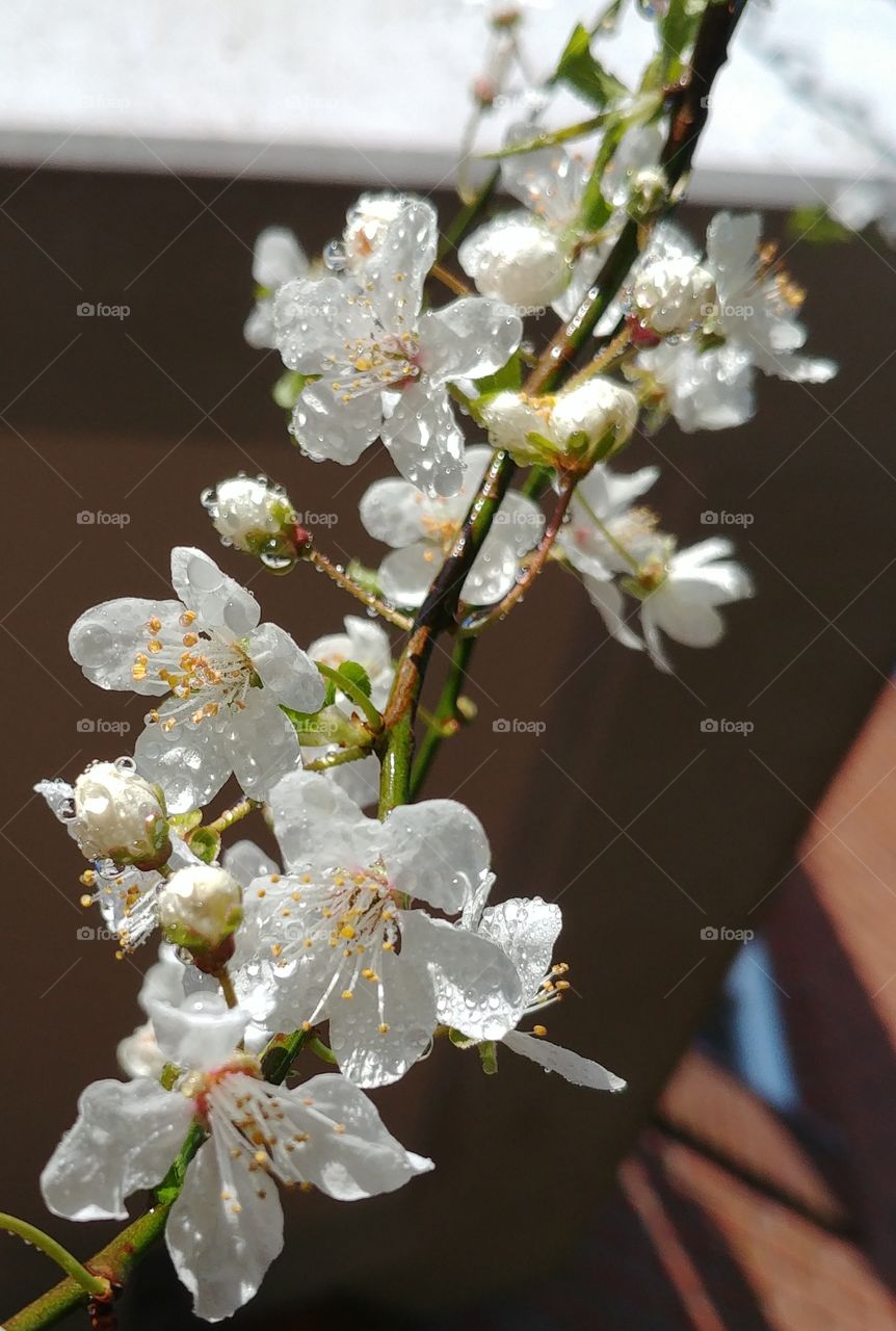 blüte Flower weiß wite Kirche cherry spring Frühling