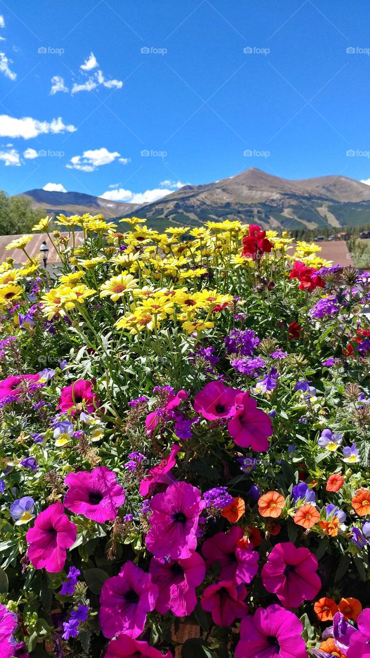 Exquisite and colorful gardens dazzle in front of a high mountain ski area of Colorado