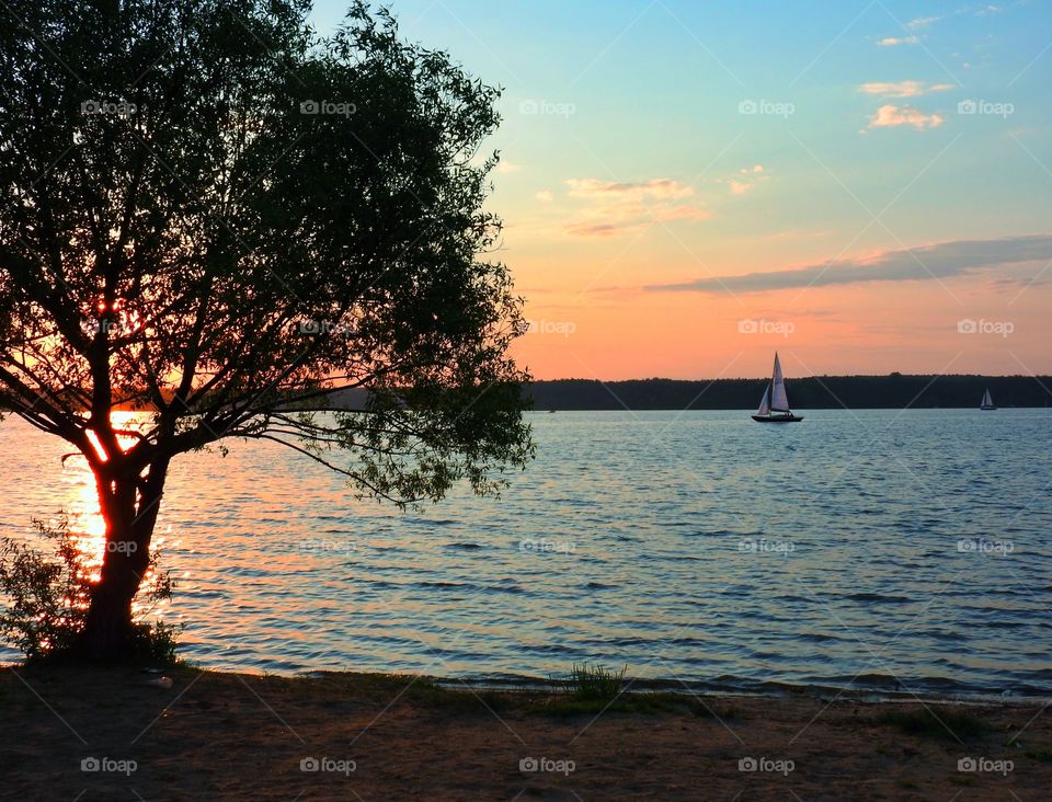 Tree by the lake at sunset