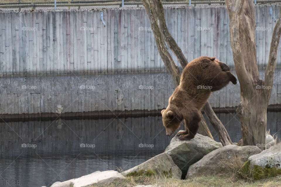brown bear cub jumping out of a tree. lots of energy after hibernation