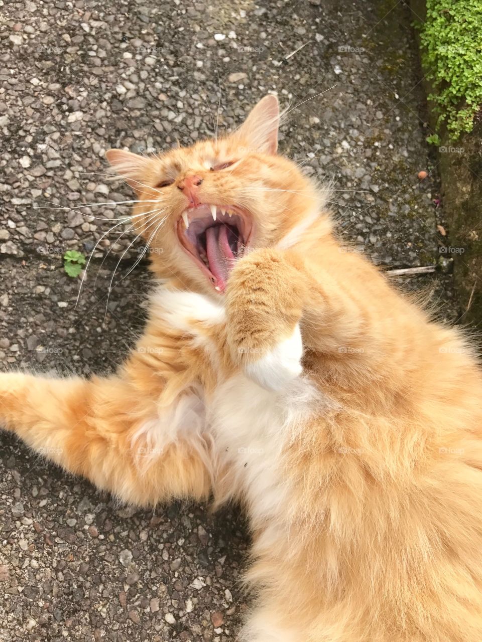 My friendly visitor photographed mid yawn. Looks very vicious. 