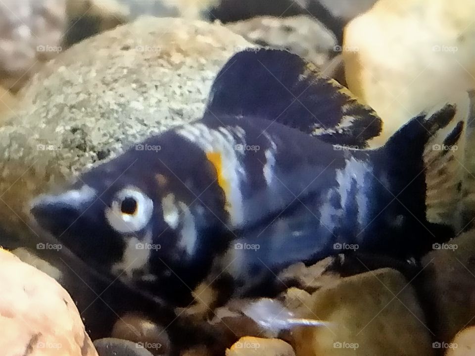 close up marble fish