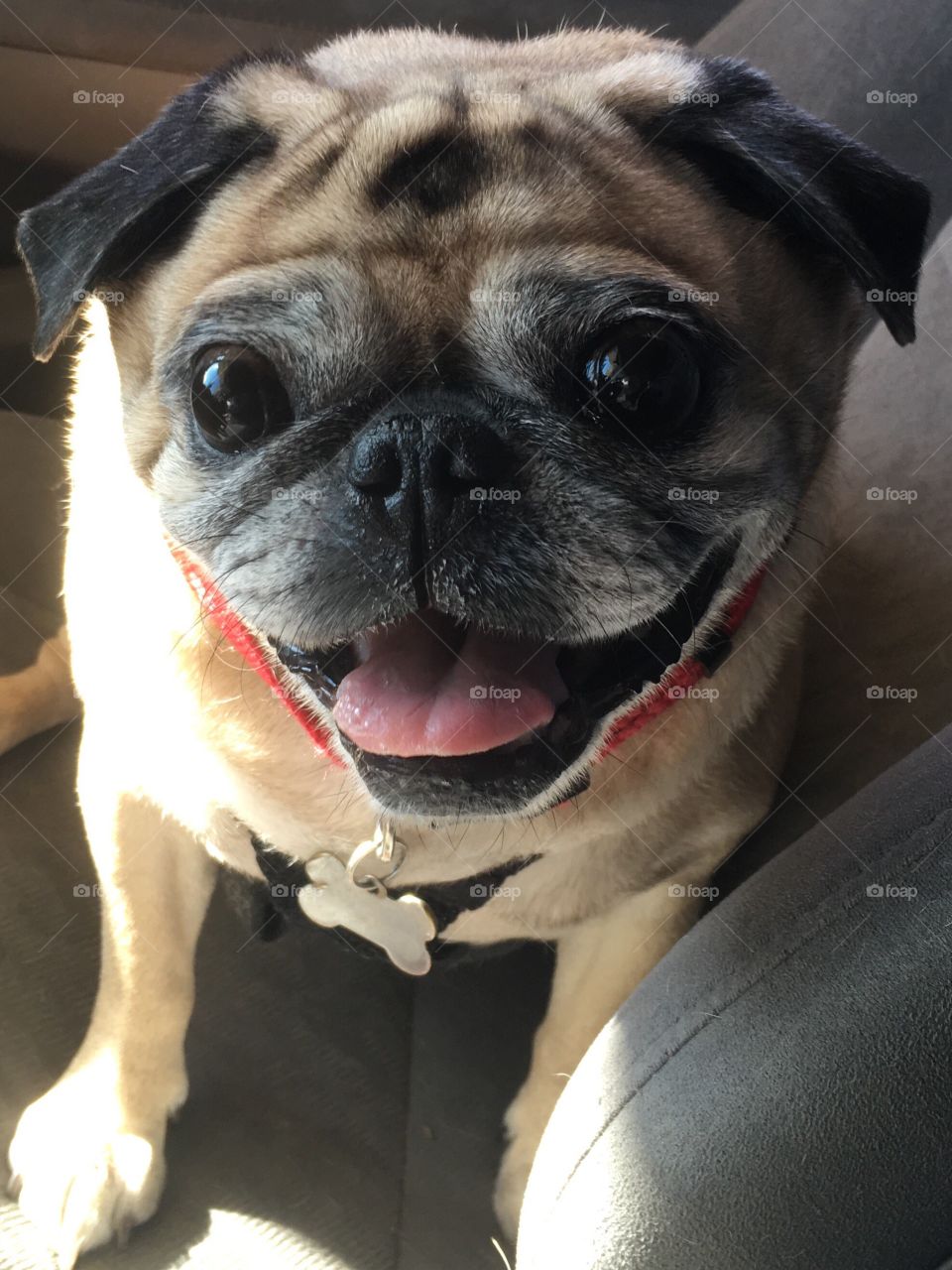 Happy pug