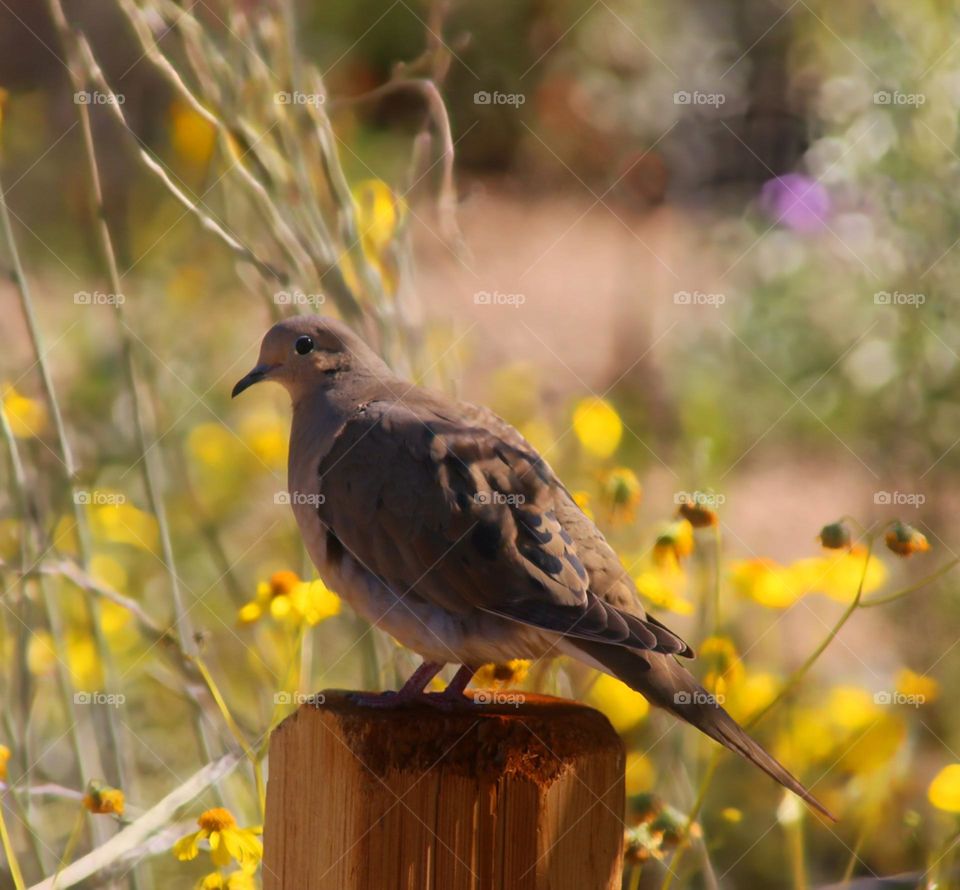 Mourning Dove on Fence Post