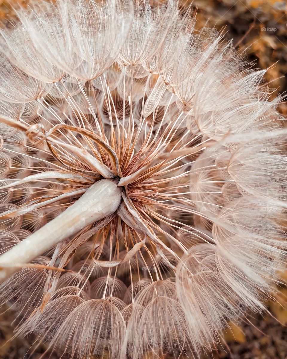 dandelion close up