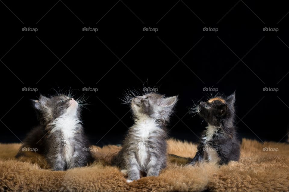 Three cats - three tails