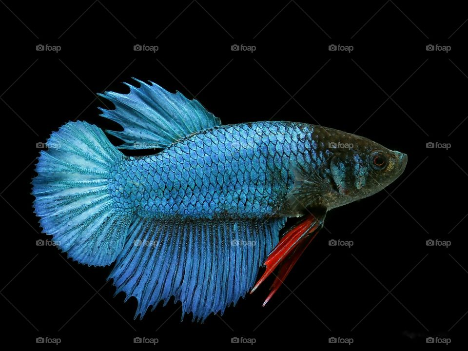 Bettafish Half Moon