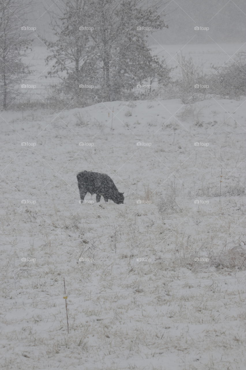 A cow out in a white snow covered field browsing for food on a cold winter day.