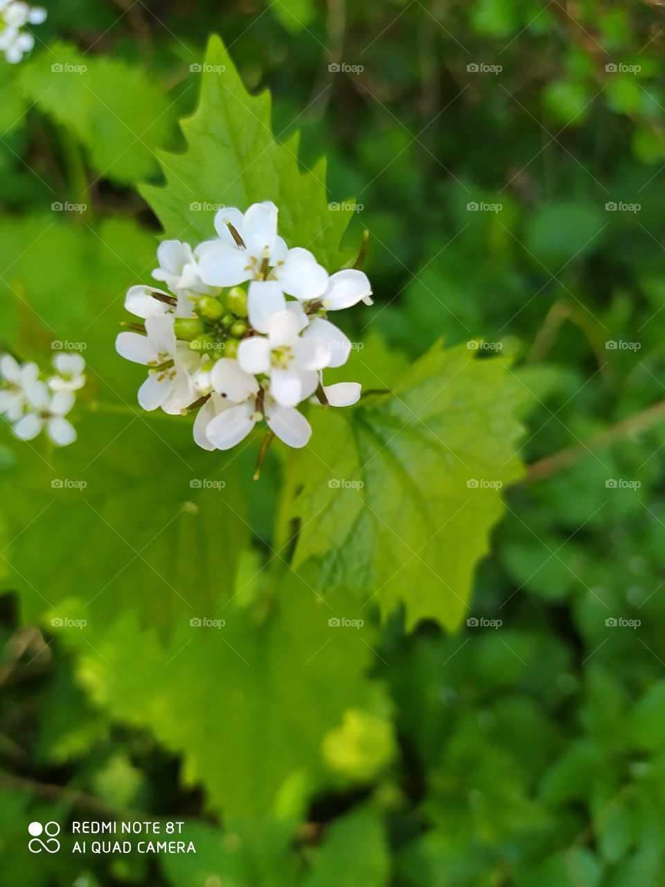 white flower