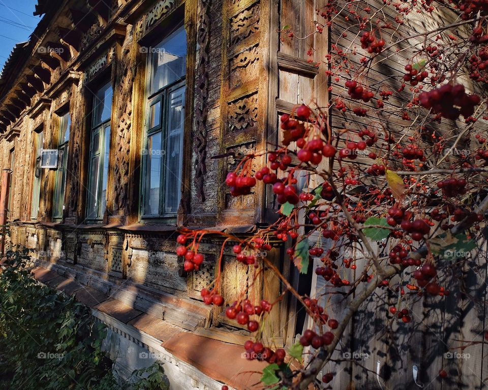 Red berries. 