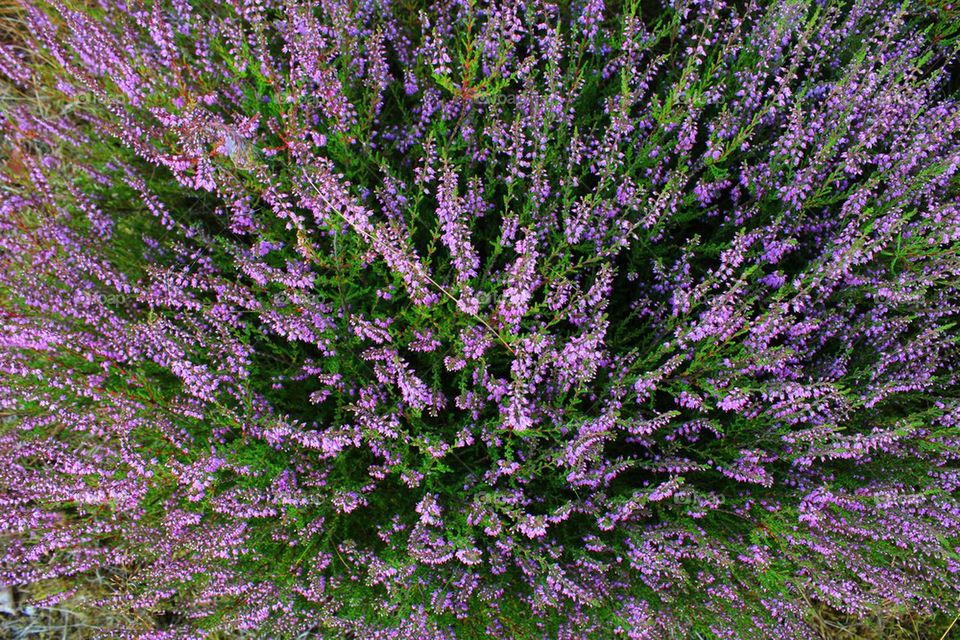 High angle view of purple flowers