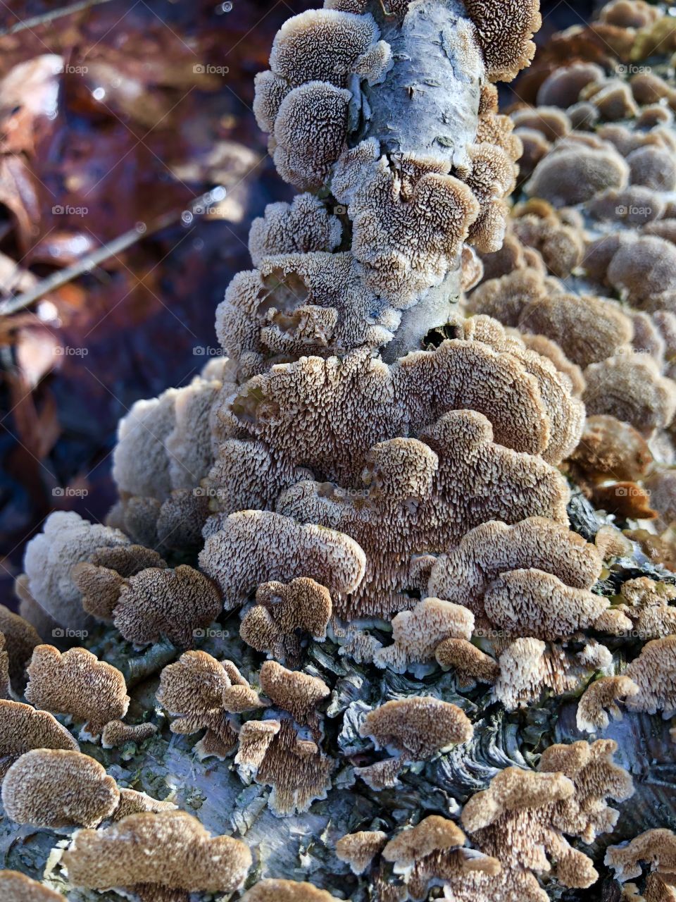 Beautiful textured fungi