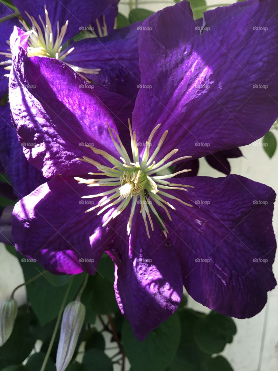 Clematis