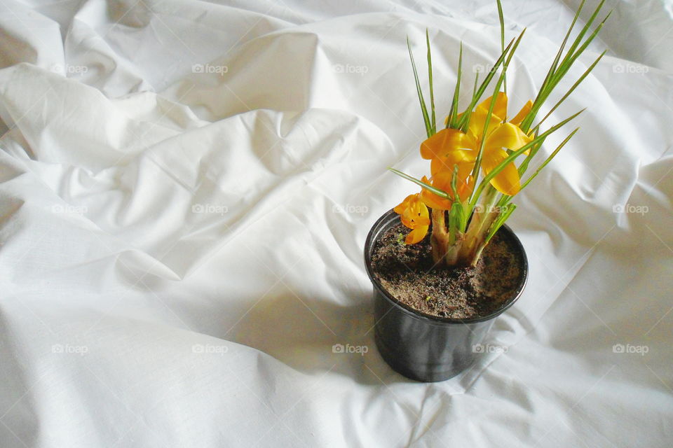 yellow crocus flower on white background