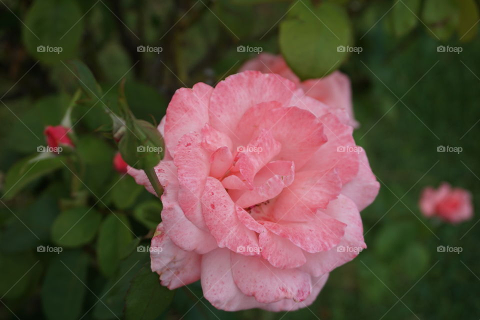 close up pink rose.