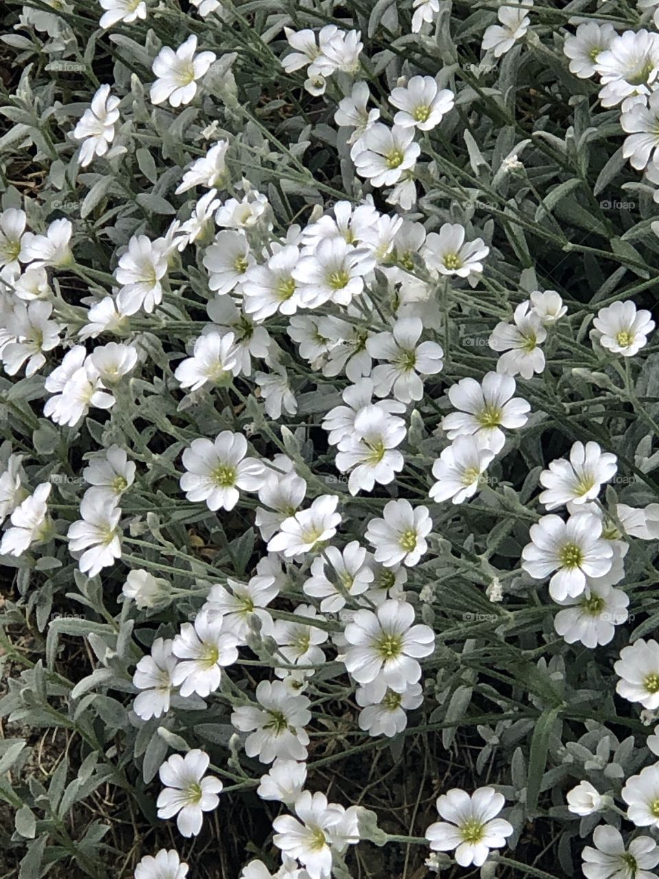 White flowers 