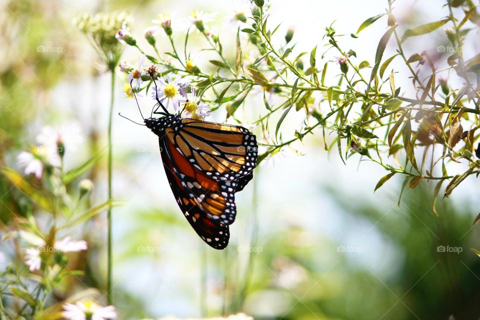 #Monarch butterfly