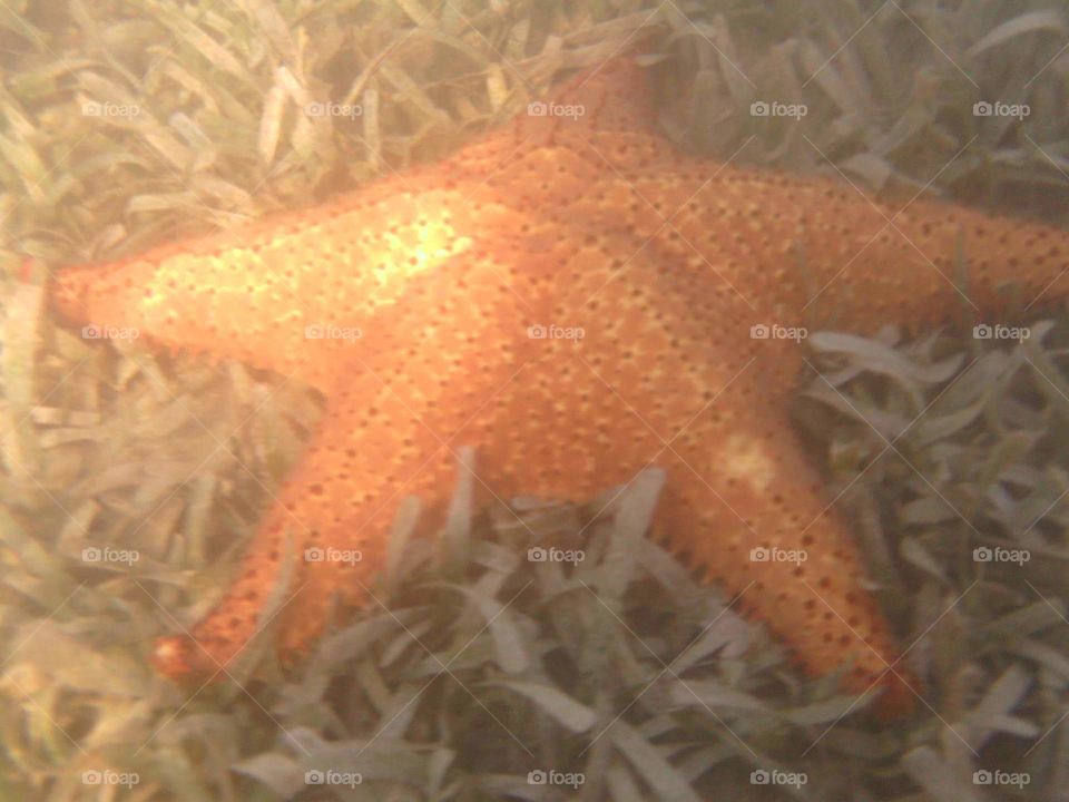 Starfish