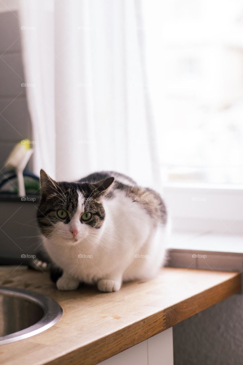 Watchful cat under the soft white light. 