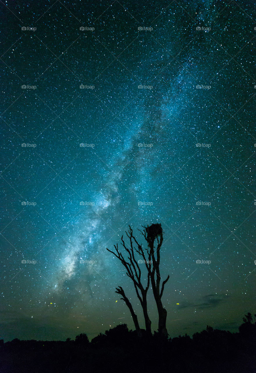 Milky Way and tree