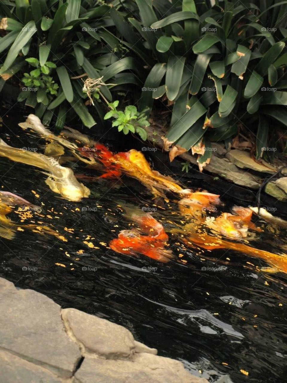 Fish pond