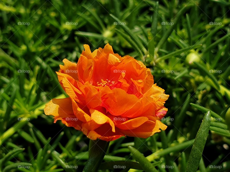 the portulaca grandiflora