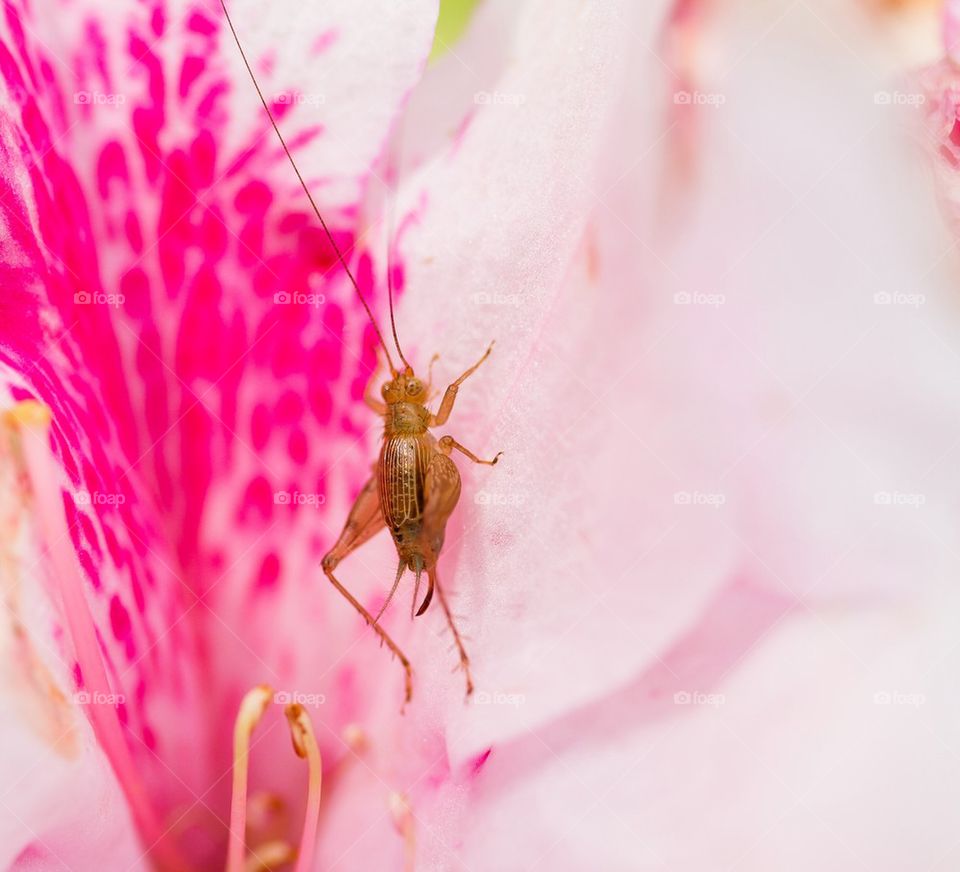 Macro Grasshopper