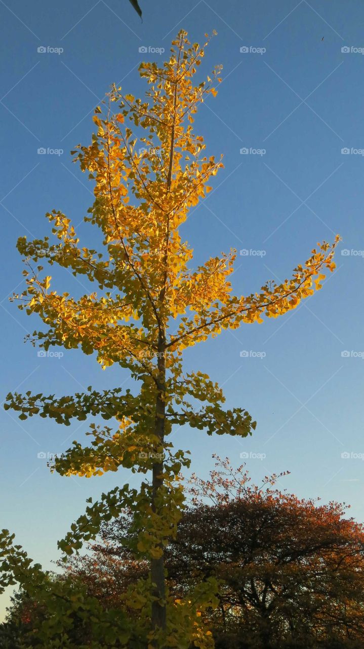 Fall beginning. Blue sky and stunning yellow contrast