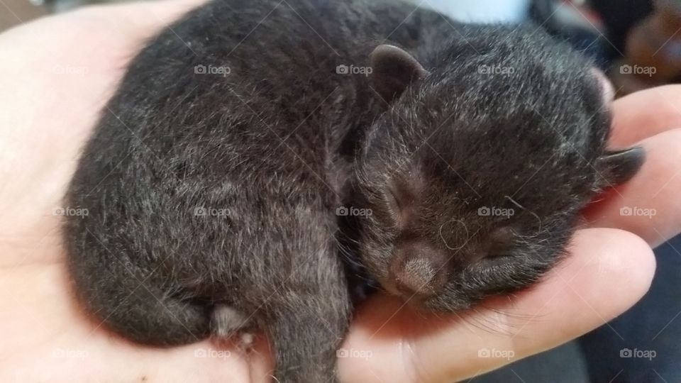Kitten in Palm