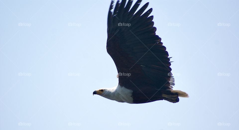 Fishing eagle flying 
