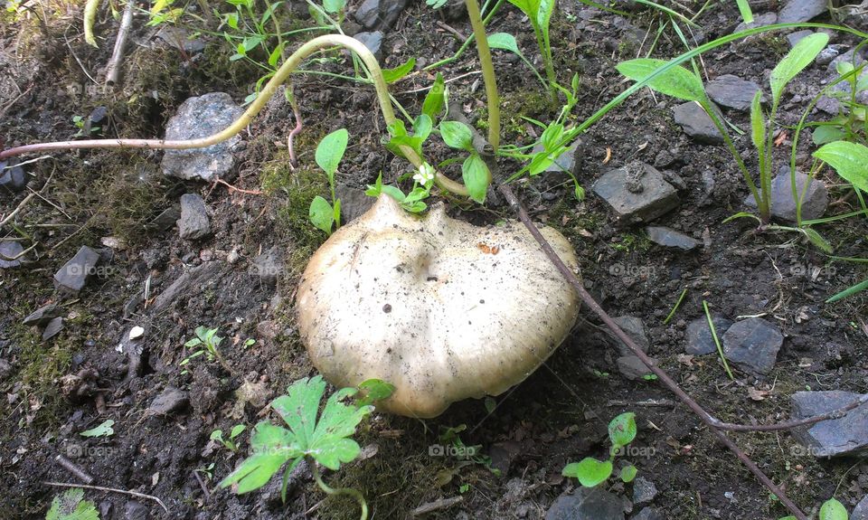 Fungus, Nature, Flora, Food, Mushroom