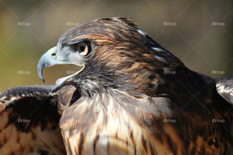 Hawk