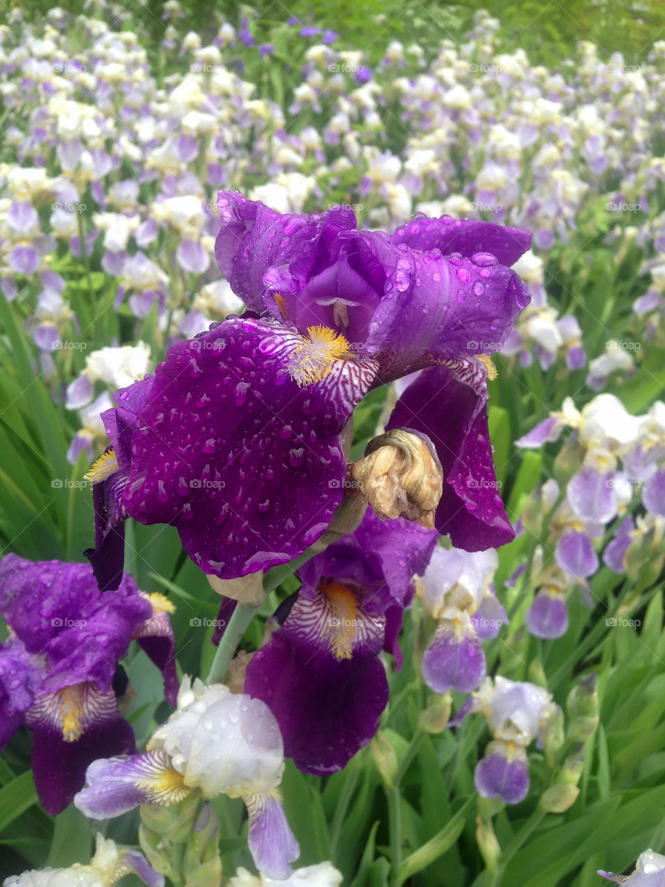 Purple flowers 