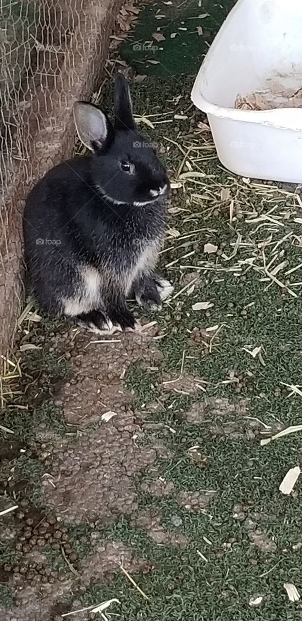 cute black bunny hanging out