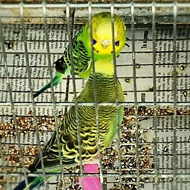 parrots