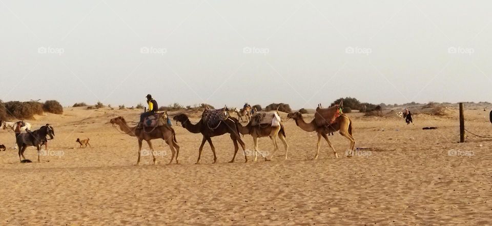 flock of camels in a trip near the beach at essaouira city in Morocco.