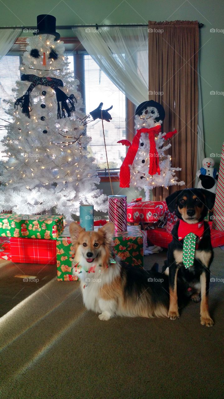 Christmas Dogs