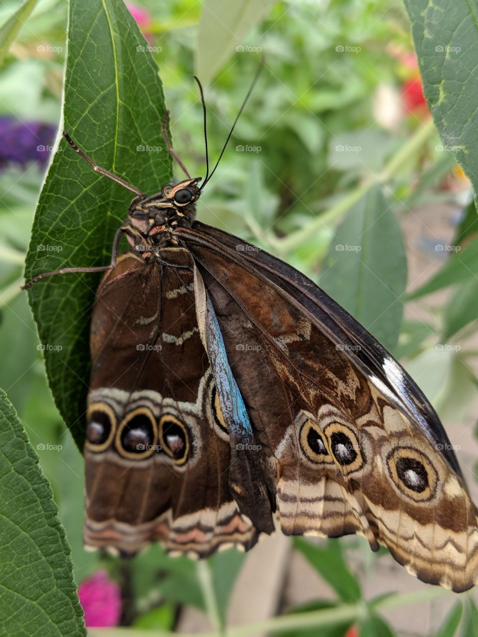 Blue wing butterfly in a garden