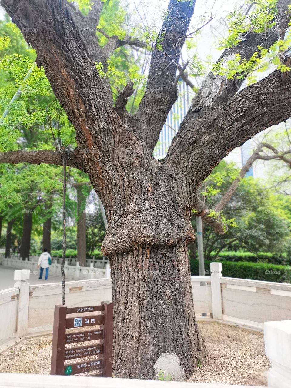 170年树龄的国槐