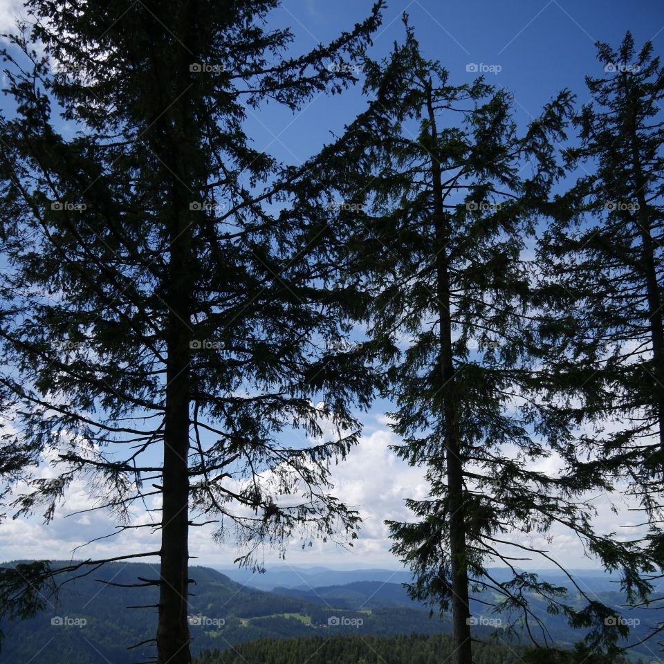 Fir tree view