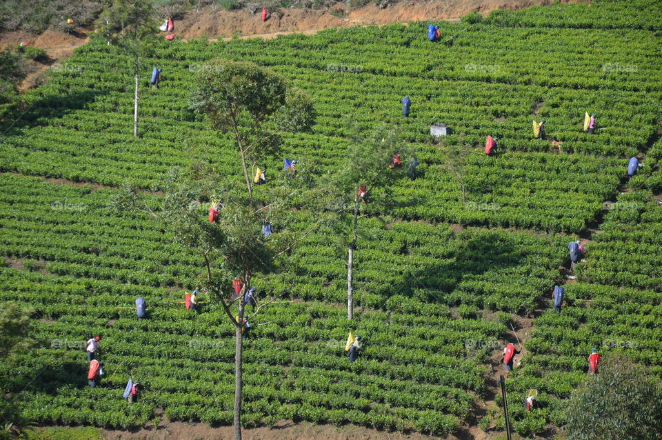 Working in the tea fields