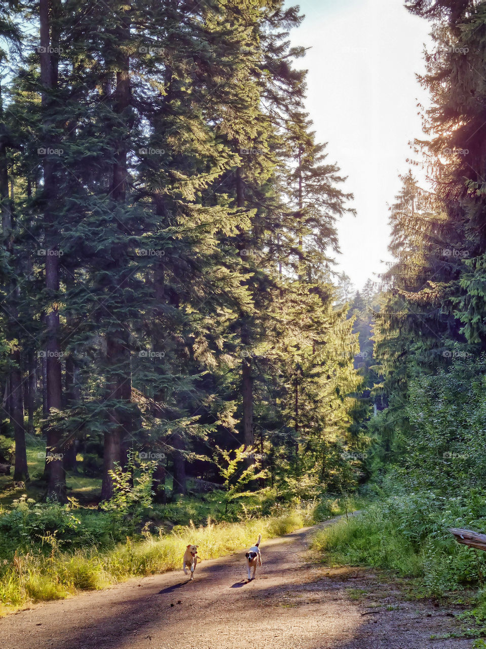 going for a walk...together