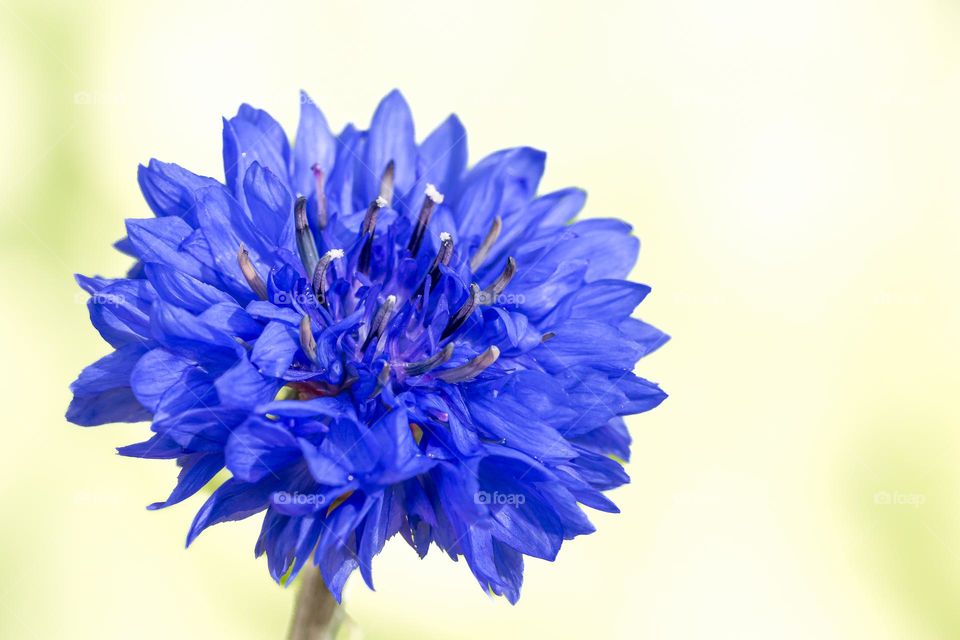 Closeup of one blue cornflower 