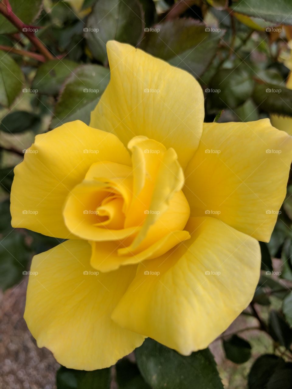 Yellow Rose of Texas