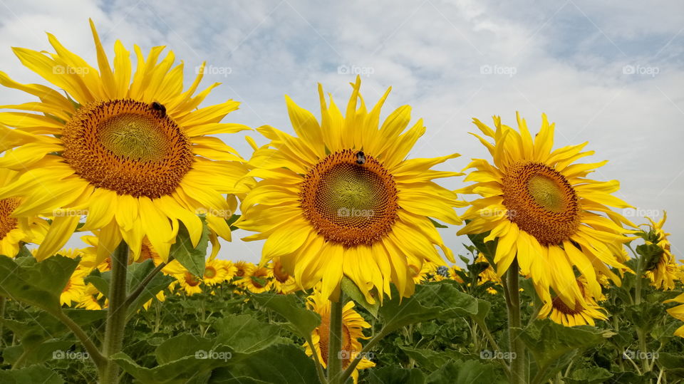 Sunflower - Sonnenblume