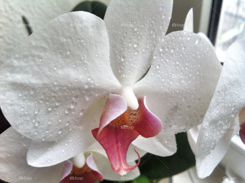 pink flower orchid love by Nikita80